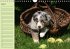Puppies Birthday Calendar / UK-Version... - Bild 4