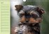Puppies Birthday Calendar / UK-Version... - Bild 5