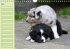 Puppies Birthday Calendar / UK-Version... - Bild 6