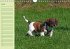 Puppies Birthday Calendar / UK-Version... - Bild 7