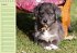 Puppies Birthday Calendar / UK-Version... - Bild 9