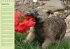 Puppies Birthday Calendar / UK-Version... - Bild 10