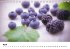 Frische Früchte (Tischkalender... - Bild 5