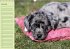 Puppies Birthday Calendar / UK-Version... - Bild 2