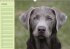 Puppies Birthday Calendar / UK-Version... - Bild 11