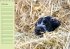 Puppies Birthday Calendar / UK-Version... - Bild 3