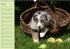 Puppies Birthday Calendar / UK-Version... - Bild 4