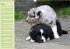 Puppies Birthday Calendar / UK-Version... - Bild 6