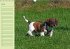 Puppies Birthday Calendar / UK-Version... - Bild 7