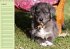 Puppies Birthday Calendar / UK-Version... - Bild 9