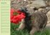 Puppies Birthday Calendar / UK-Version... - Bild 10