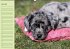 Puppies Birthday Calendar / UK-Version... - Bild 2