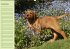 Puppies Birthday Calendar / UK-Version... - Bild 13