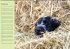 Puppies Birthday Calendar / UK-Version... - Bild 3