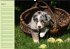 Puppies Birthday Calendar / UK-Version... - Bild 4