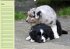 Puppies Birthday Calendar / UK-Version... - Bild 6
