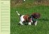 Puppies Birthday Calendar / UK-Version... - Bild 7