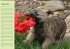 Puppies Birthday Calendar / UK-Version... - Bild 10