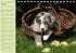 Puppies Birthday Calendar / UK-Version... - Bild 4