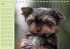 Puppies Birthday Calendar / UK-Version... - Bild 5