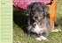 Puppies Birthday Calendar / UK-Version... - Bild 9