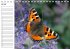Heimische Schmetterlinge /... - Bild 2