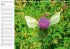 Heimische Schmetterlinge /... - Bild 5