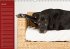 Deutsche Doggen / Geburtstagskalender... - Bild 2