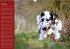 Deutsche Doggen / Geburtstagskalender... - Bild 11
