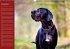 Deutsche Doggen / Geburtstagskalender... - Bild 12