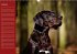 Deutsche Doggen / Geburtstagskalender... - Bild 3