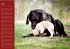 Deutsche Doggen / Geburtstagskalender... - Bild 4