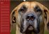 Deutsche Doggen / Geburtstagskalender... - Bild 5
