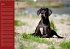 Deutsche Doggen / Geburtstagskalender... - Bild 7