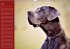 Deutsche Doggen / Geburtstagskalender... - Bild 8