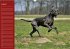 Deutsche Doggen / Geburtstagskalender... - Bild 9