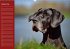 Deutsche Doggen / Geburtstagskalender... - Bild 10