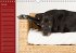 Deutsche Doggen / Geburtstagskalender... - Bild 2