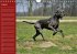 Deutsche Doggen / Geburtstagskalender... - Bild 9