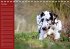 Deutsche Doggen / Geburtstagskalender... - Bild 11