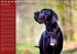 Deutsche Doggen / Geburtstagskalender... - Bild 12