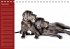 Deutsche Doggen / Geburtstagskalender... - Bild 13