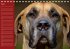 Deutsche Doggen / Geburtstagskalender... - Bild 5