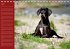 Deutsche Doggen / Geburtstagskalender... - Bild 7
