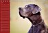 Deutsche Doggen / Geburtstagskalender... - Bild 8