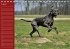 Deutsche Doggen / Geburtstagskalender... - Bild 9