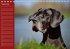 Deutsche Doggen / Geburtstagskalender... - Bild 10