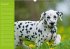 Dalmatiner - Ein immerwährender... - Bild 12