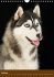 Hundekalender - Nordische Schönheiten... - Bild 3