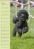 Pudel / Geburtstagskalender... - Bild 11